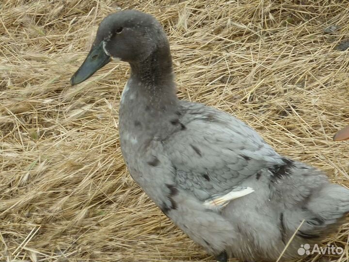 Утки живые