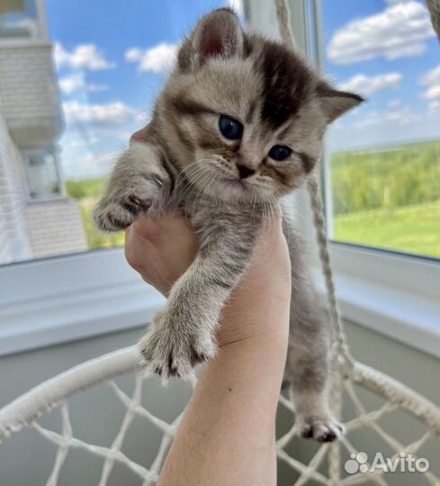 Британские котята