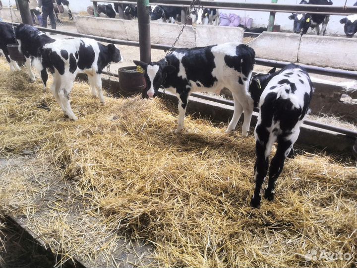 Телята мясной породы