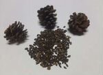 Семена сосны горной ф. мугус (Pinus mugo var. mugh
