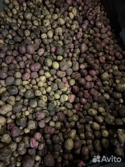 Картофель кормовой 10 литров