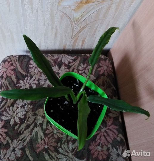 Филодендрон Элеганс изящный