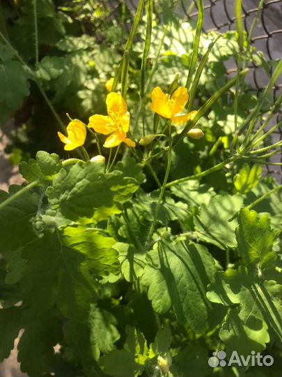 Мазь восковая с чистотелом