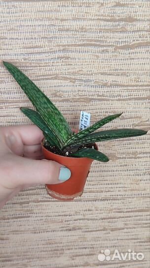 Agave, aloe