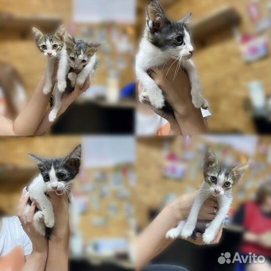 Котята в добрые руки