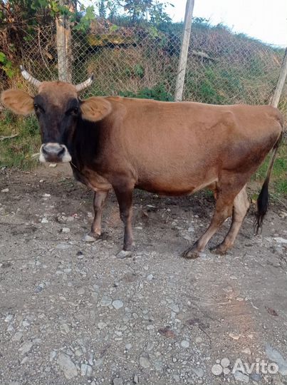 Коровы и тёлки