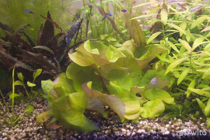 Аквариумные растения (прополка)