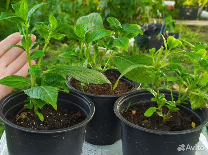 Гортензия крупнолистная 