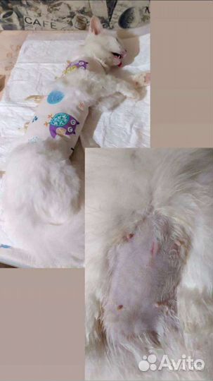 Стерилизация, кастрация кошек