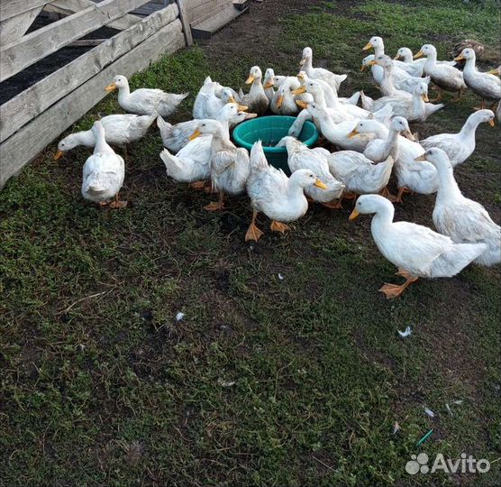 Утки чили вили