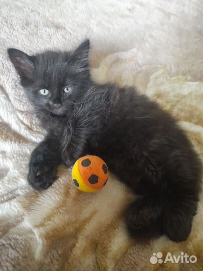 Кошки в добрые руки