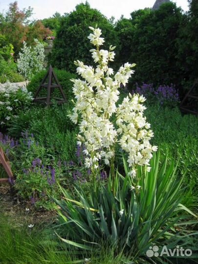 Редкие очитки, садовая юкка, шалфей мускатный