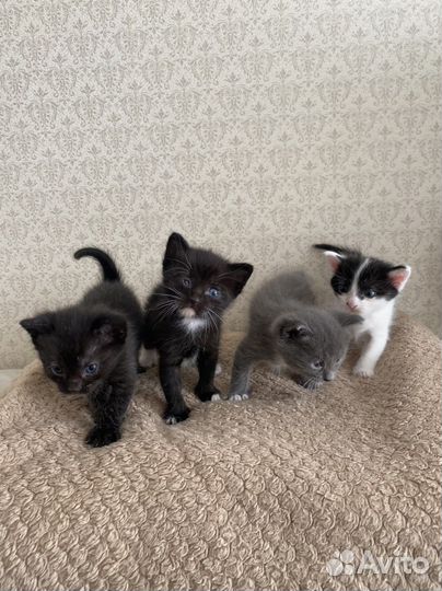 Котята в добрые руки мальчики