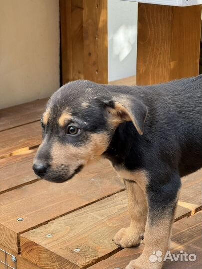 Щенки маленькой породы