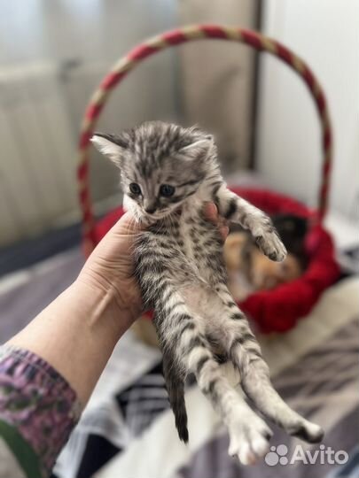 Пасхальные котята