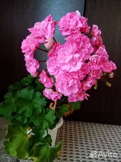 Пеларгония Сакура