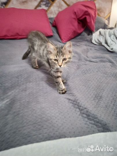 Кот