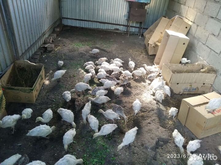 Индюшата домашние