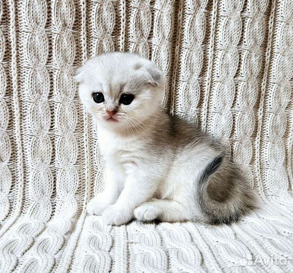 Вислоухие серебристые шиншиллы мальчики и девочки