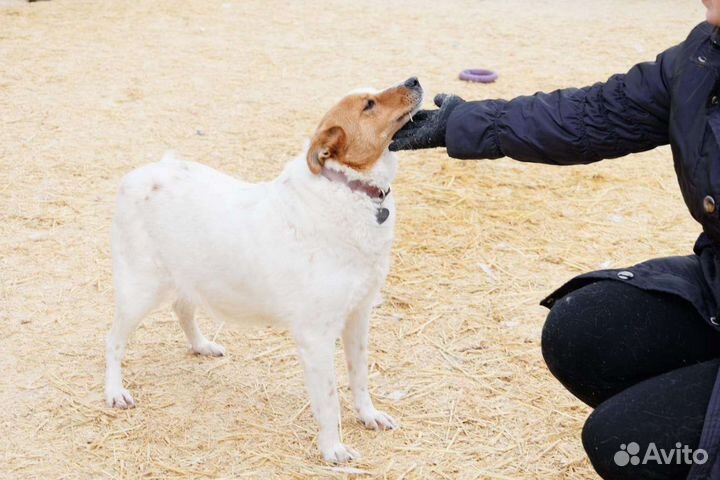 Собака Белка ищет дом