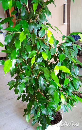 Продам фикус бенджамина