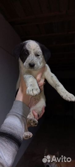 Собака в добрые руки отдам бесплатно
