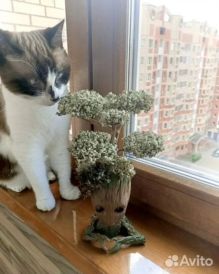 Грут с цетрарией