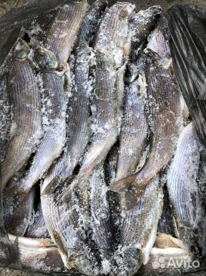 Хариус северный малосольный