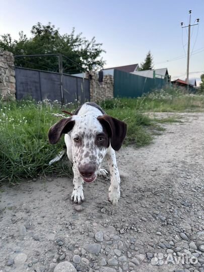 Щенок курцхаар метис