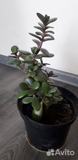 Спатифиллум пеларгония герань денежное дерево