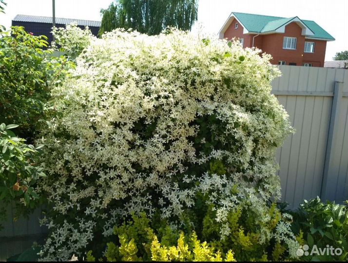 Клематис Белое облако