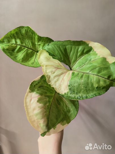 Сотовые сингониумы