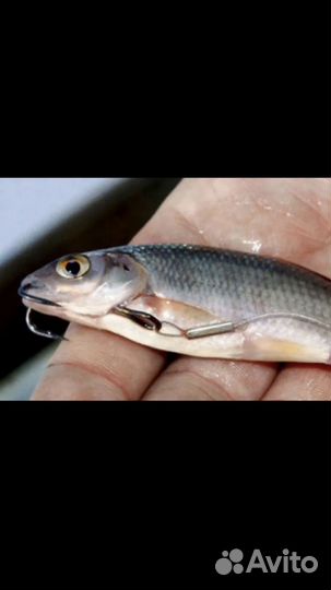 Живец для рыбалки