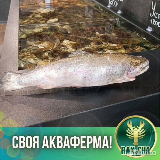 Свежемороженная рыба форель