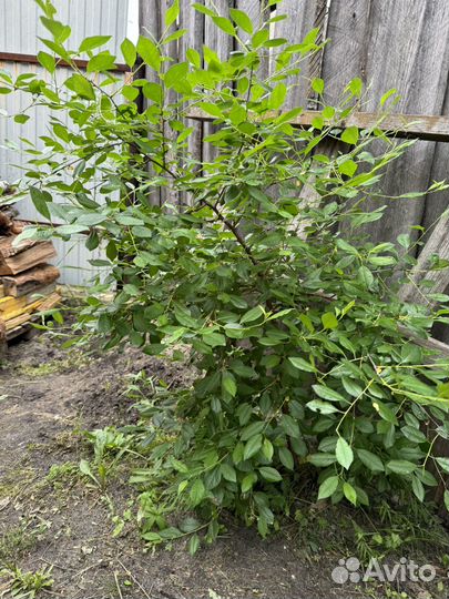 Саженцы вишни