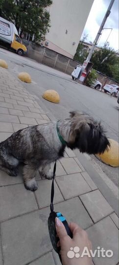 Миттельшнауцер