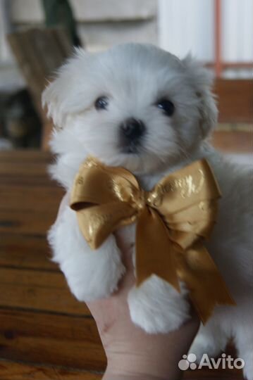 Белые мишки Мальтизе