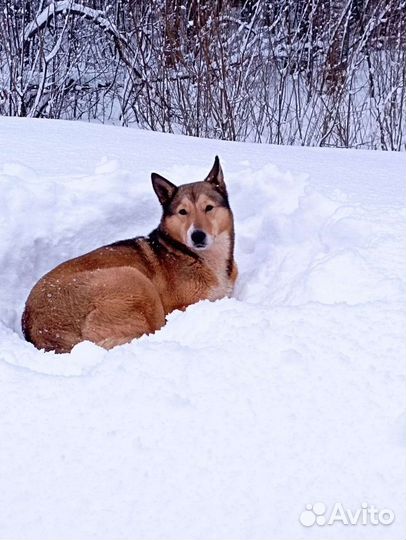 Найдена собака лайка