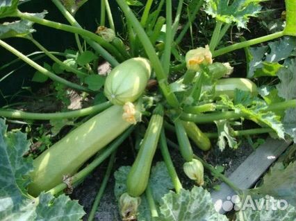 Семена кабачков 4 сорта