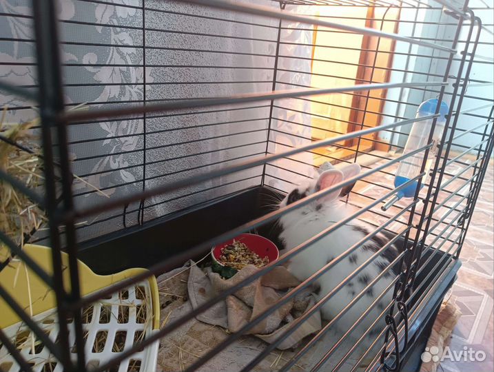 Клетка для кролика и кролик