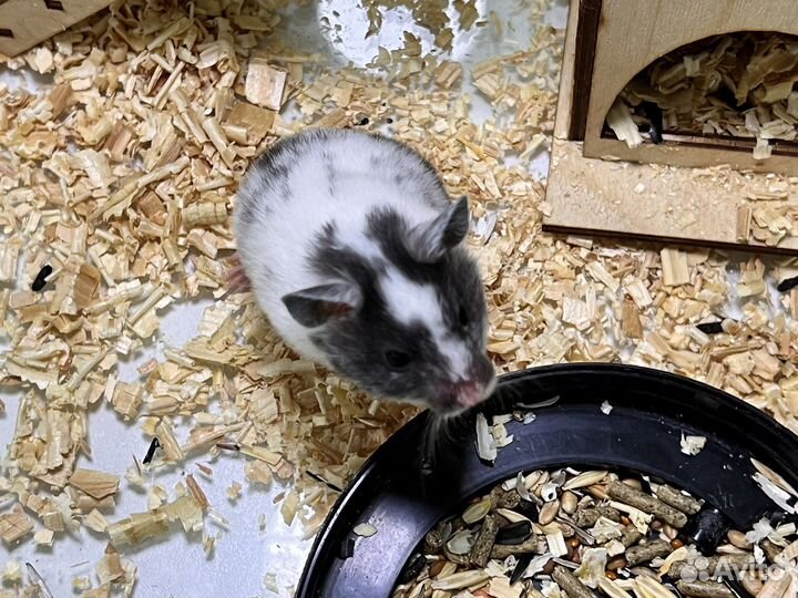 Сирийский хомяк, морская свинка, джунгарский хомяк