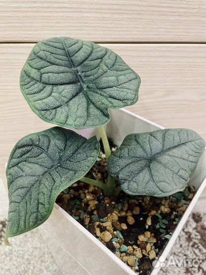 Алоказия Мело детки, Поли клубни