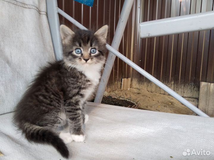 Котёнок в дар