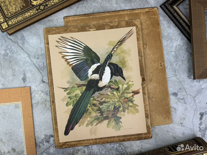 Репродукция.Basil Ede. Сорока. Германия