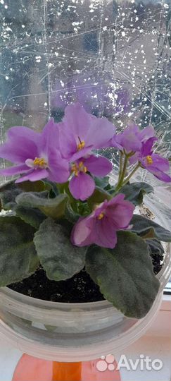 Отводки фиалок и глоксиний(лист)