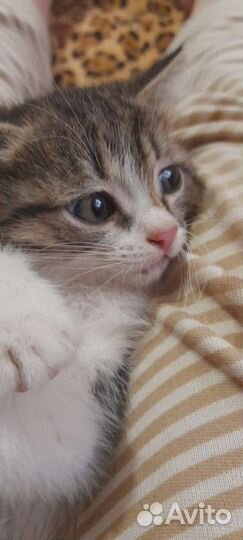 Кошка в дар