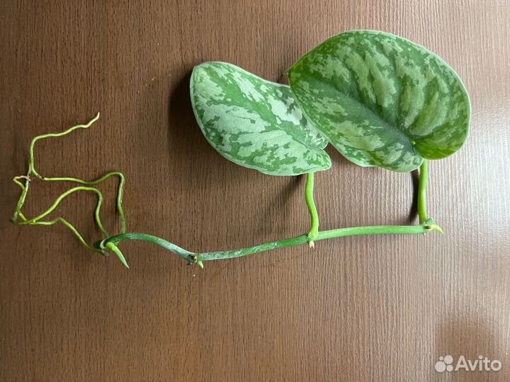 Сциндапсус Экзотикa Scindapsus pictus Eхоtiсa