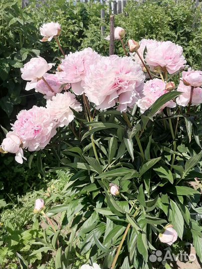 Пион Сара Бернар