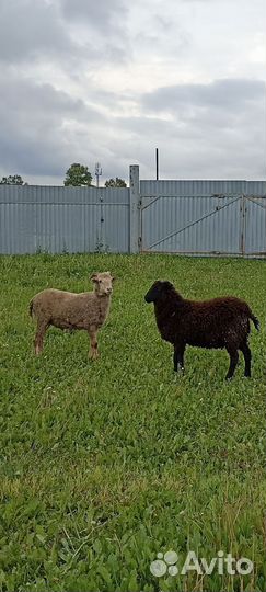 Баран и барашки