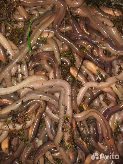 Черви выползки